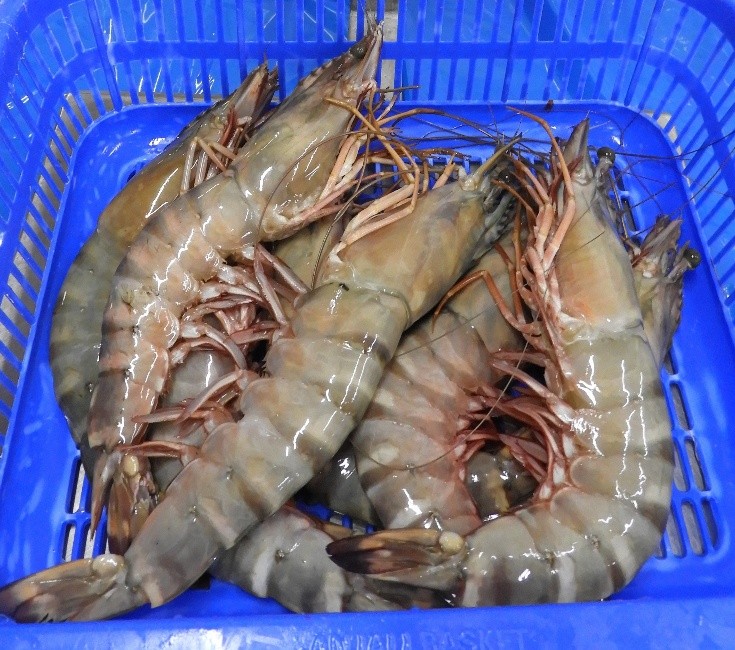Prawns